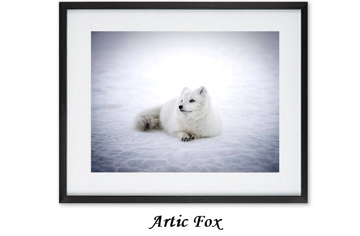 Artic Fox